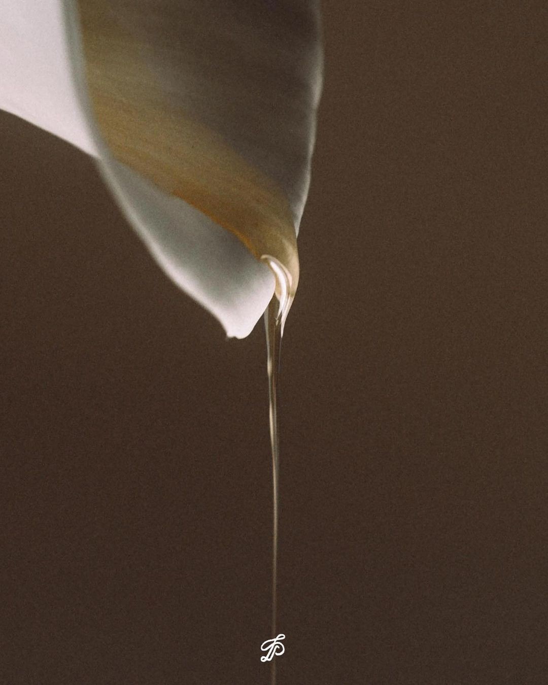 Collecting Marula Seeds